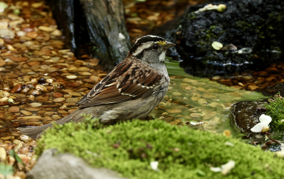 White-throated Sparrow - Grace Simms  🐦‍⬛