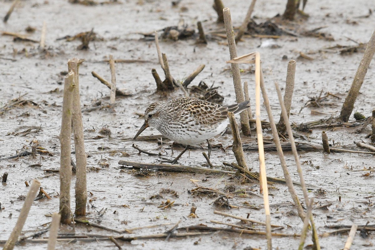 White-rumped Sandpiper - Joel Trick