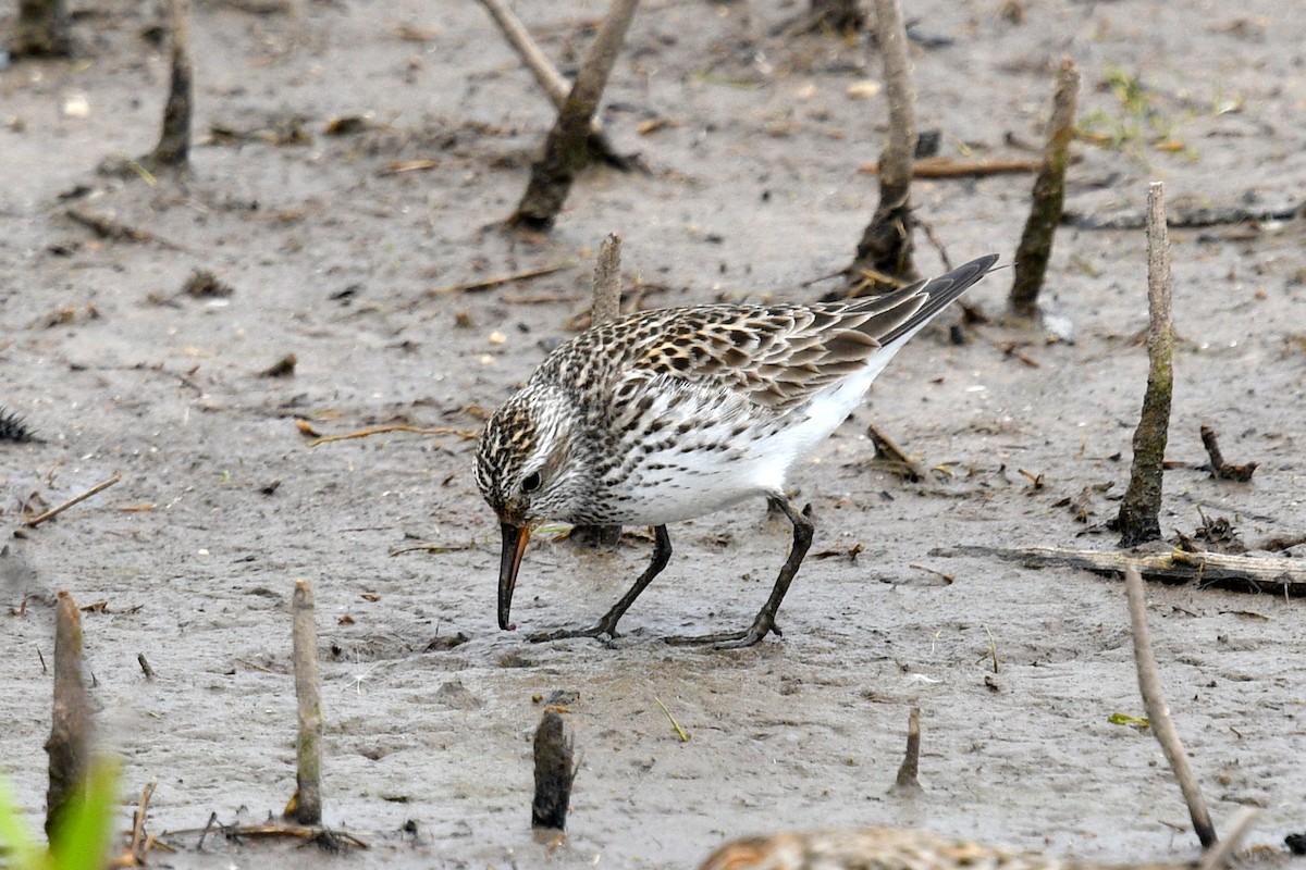 White-rumped Sandpiper - Joel Trick