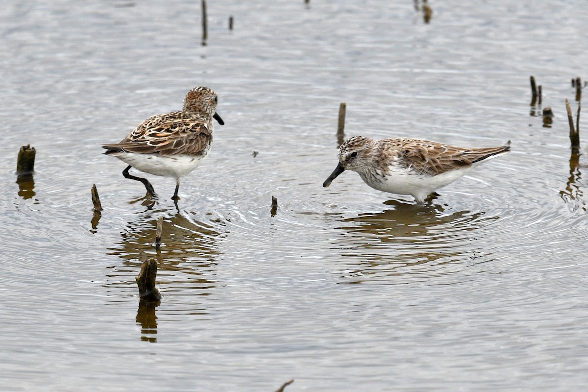 Semipalmated Sandpiper - Joel Trick