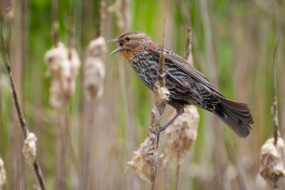 rødvingetrupial - ML619458801