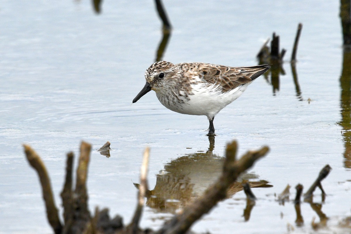 Semipalmated Sandpiper - Joel Trick