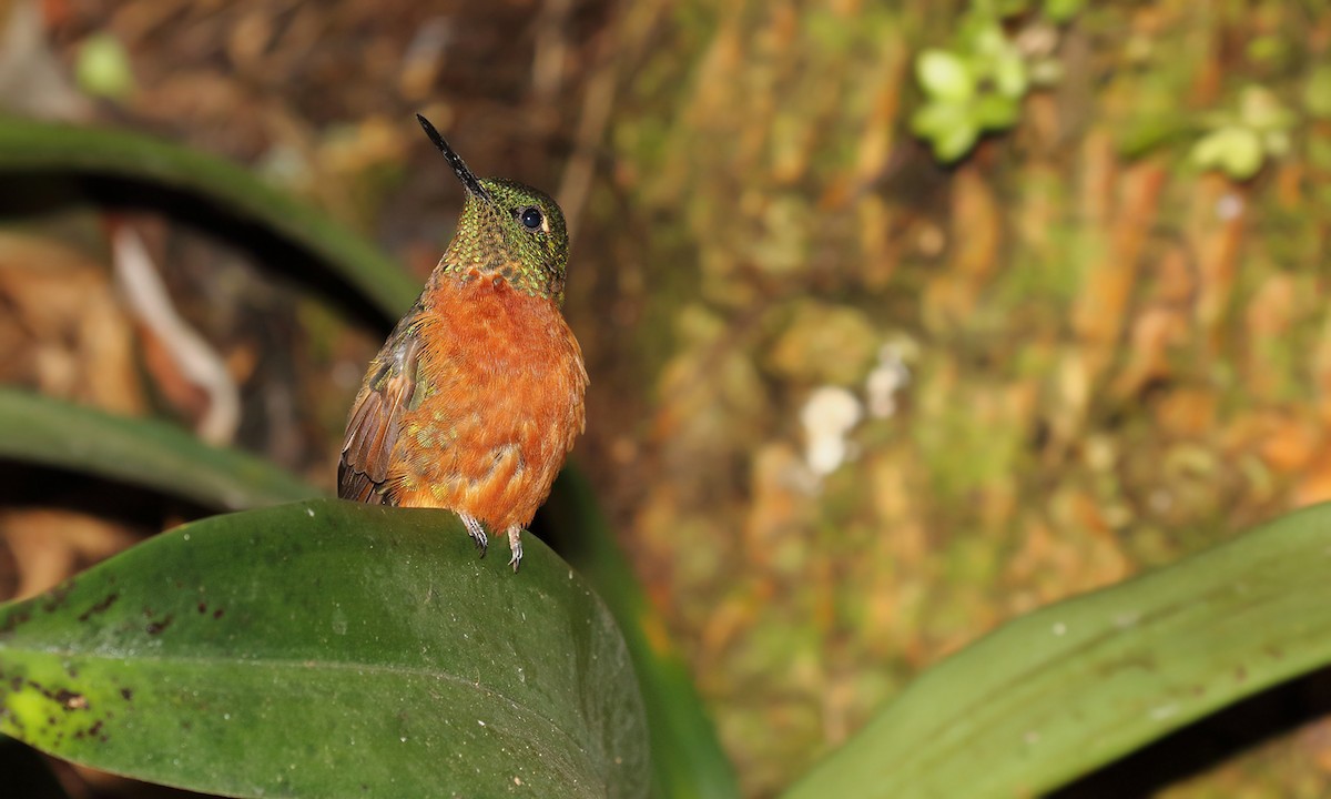 Chestnut-breasted Coronet - Adrián Braidotti