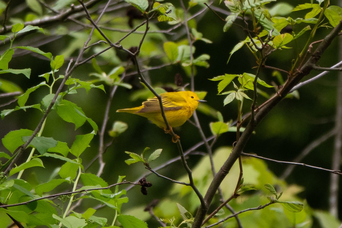 Yellow Warbler (Northern) - Marilyn Henry