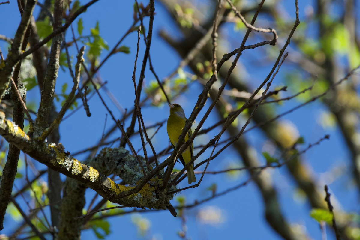 Cape Canary - ML619458813