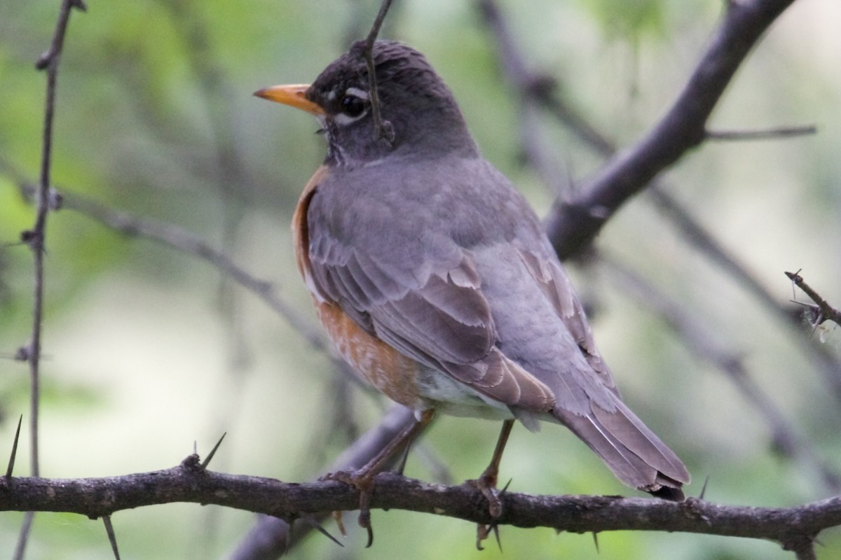 American Robin - Robert Snider