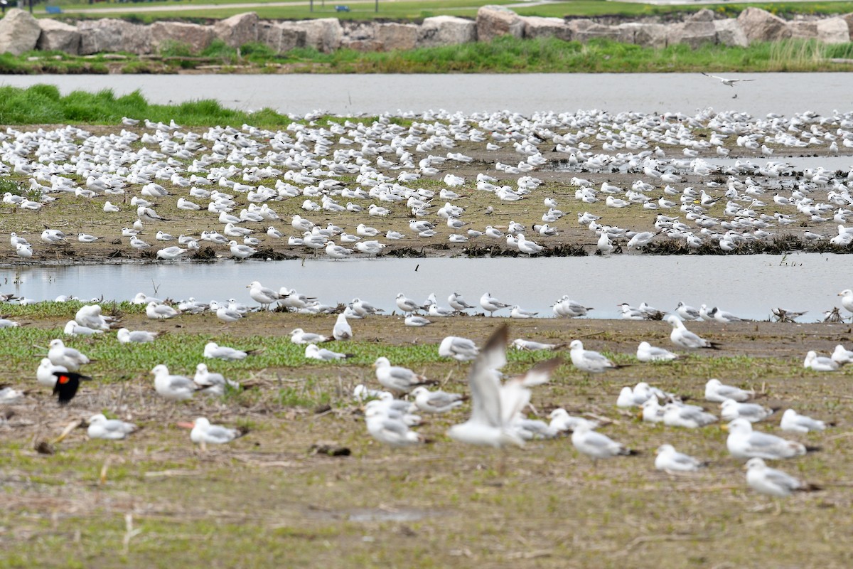 Ring-billed Gull - Joel Trick