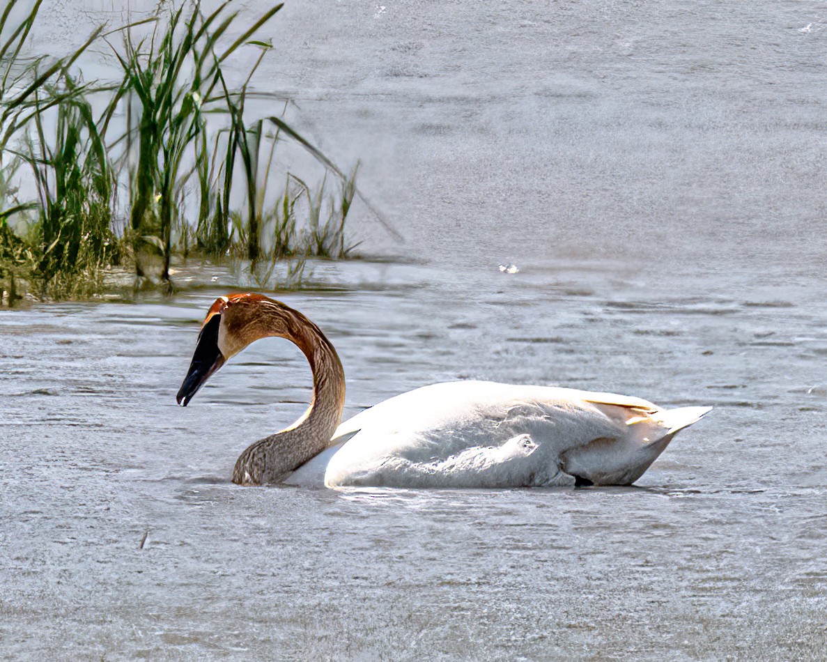 Trumpeter Swan - Mark Singer