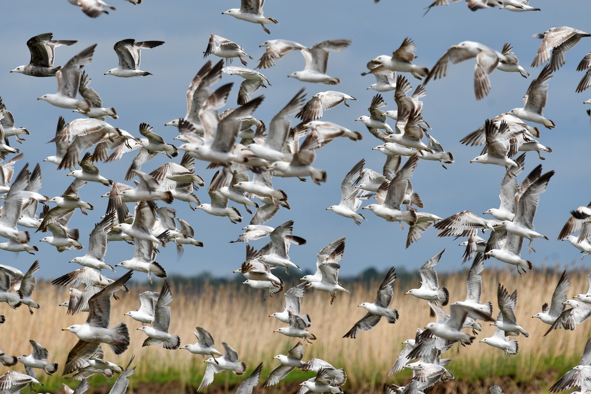 Ring-billed Gull - Joel Trick