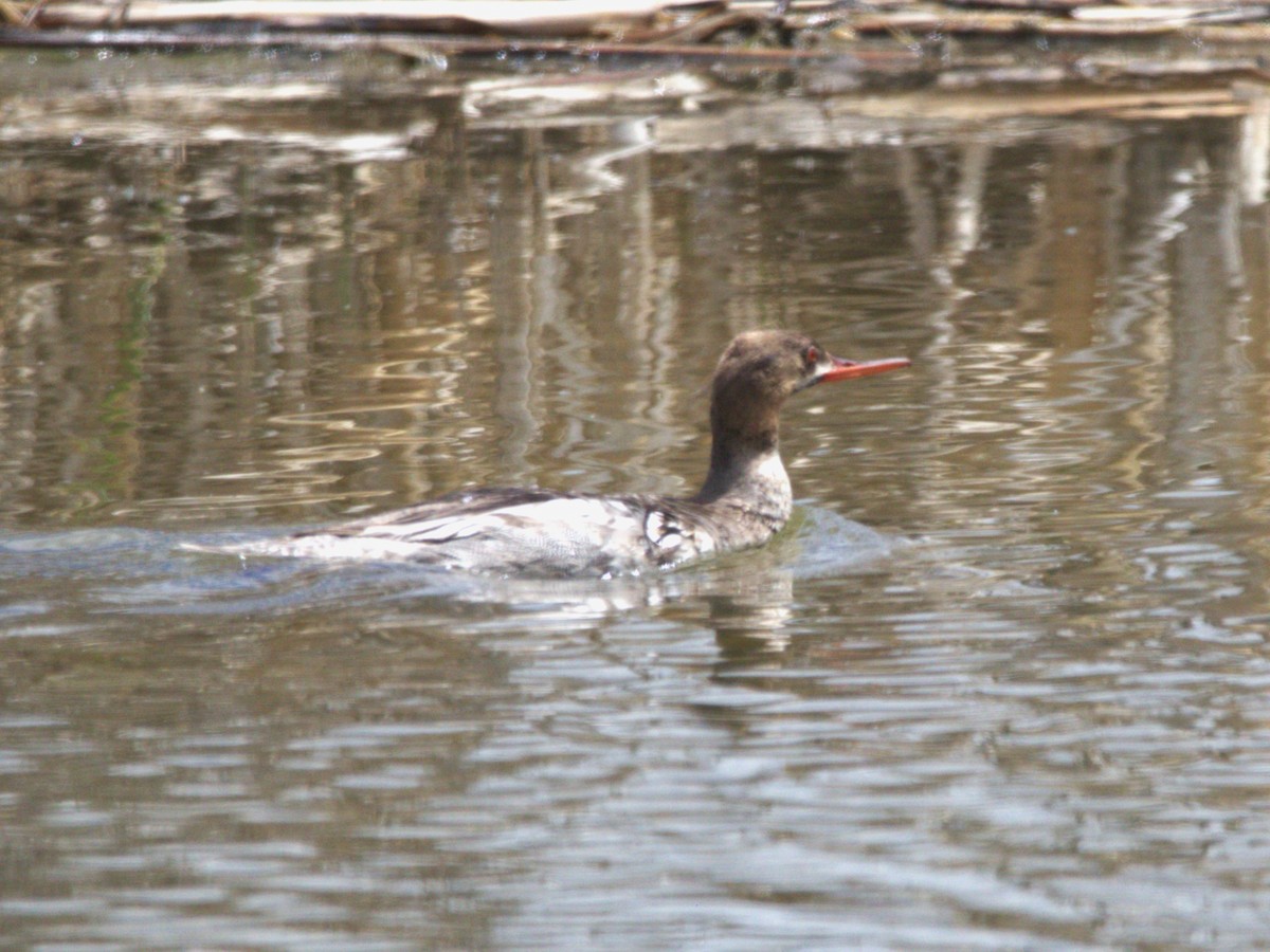 Red-breasted Merganser - ML619458825