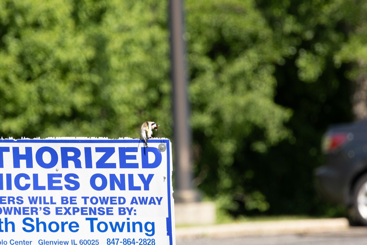 European Goldfinch - Ian Sarmiento