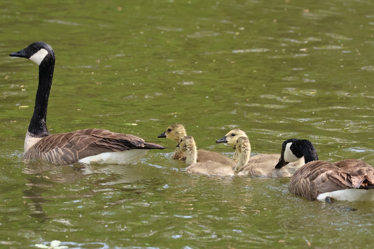 Canada Goose - Chad Cornish