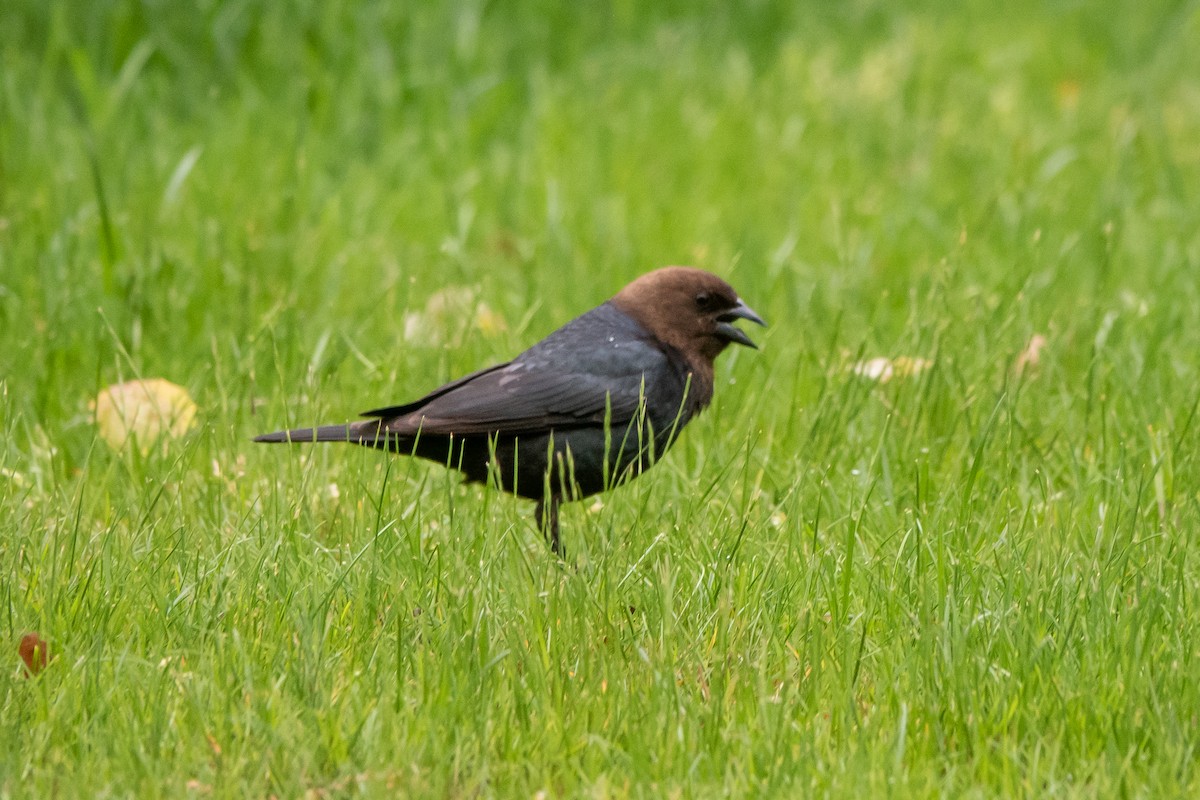 Brown-headed Cowbird - ML619458832