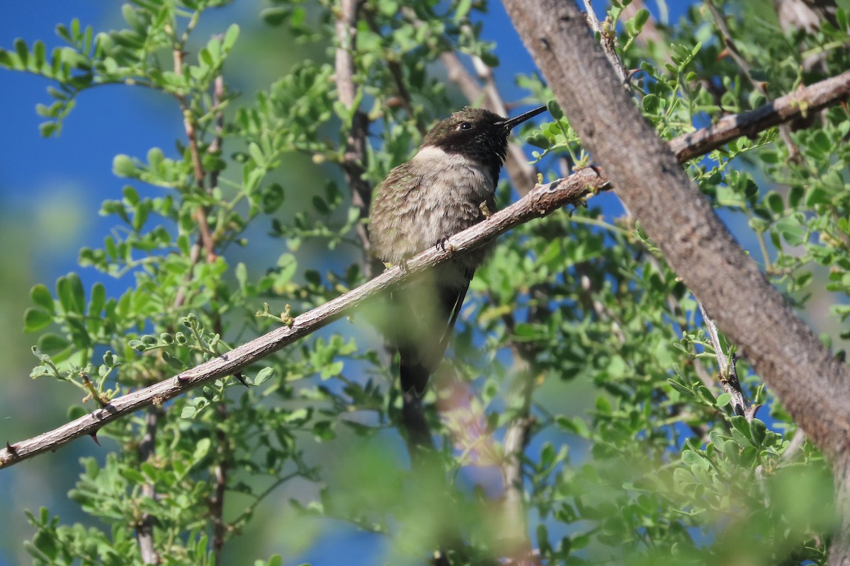 Costa's Hummingbird - David Brinkman