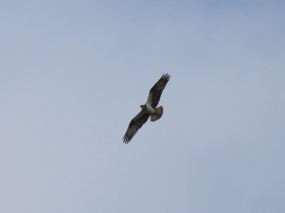 Águila Pescadora - ML619458842