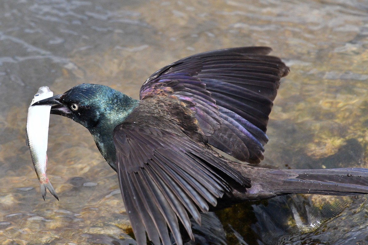 Common Grackle - Joel Trick