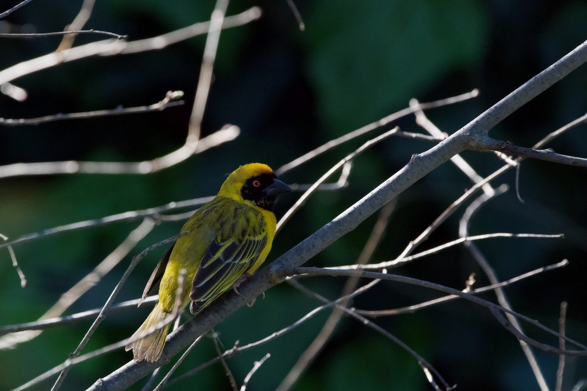 Southern Masked-Weaver - Nick Leiby
