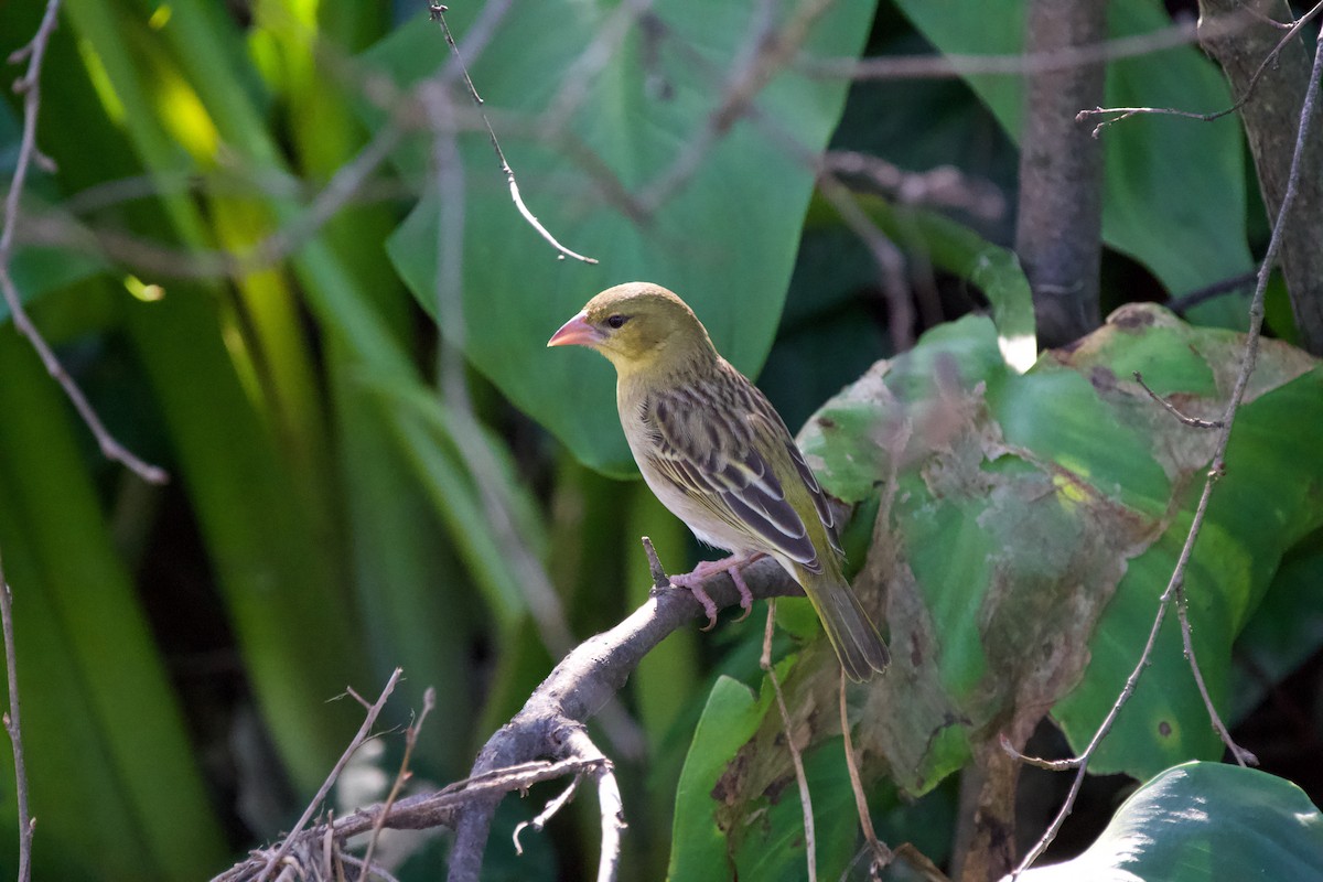 Southern Masked-Weaver - Nick Leiby