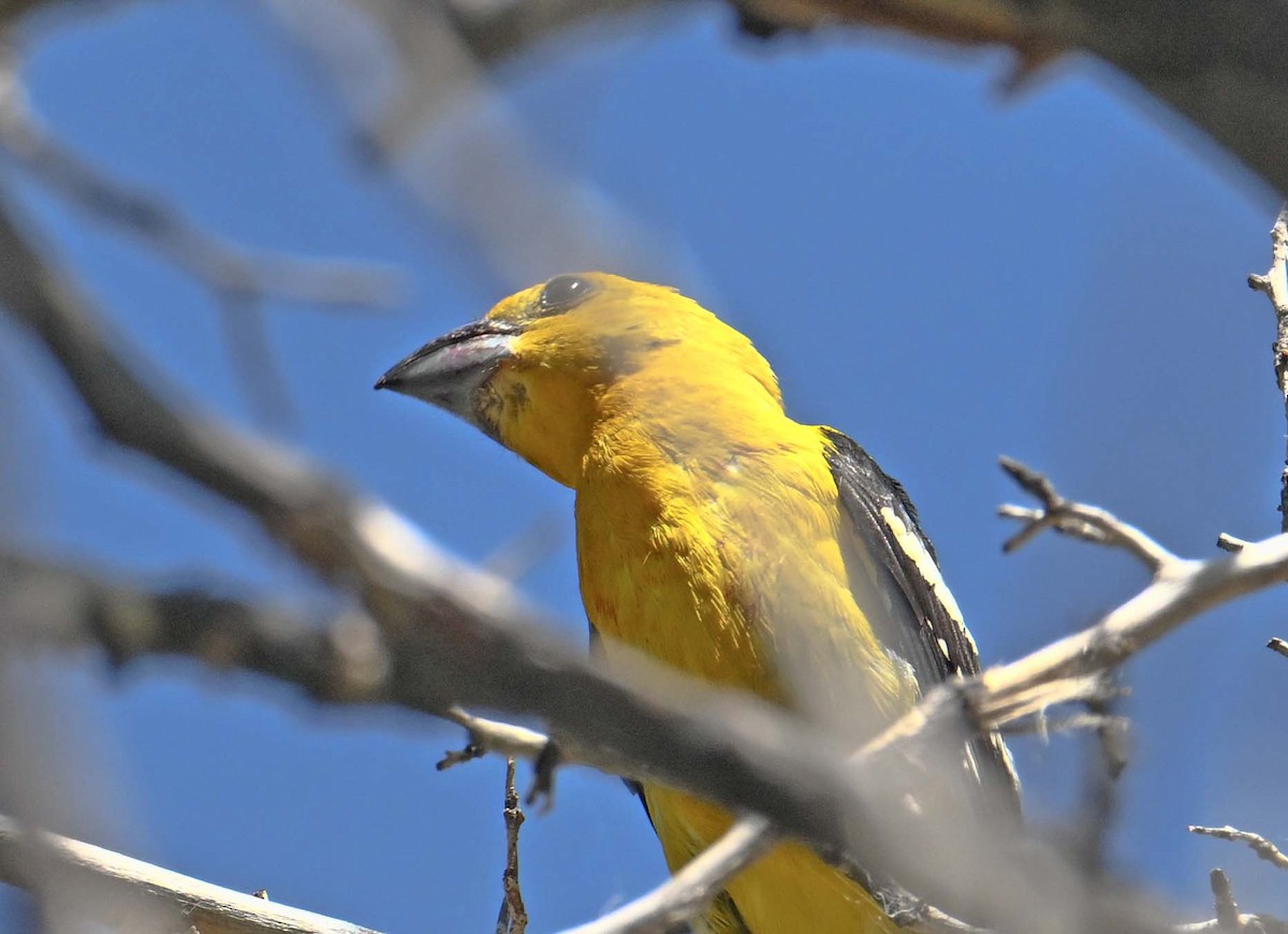 Yellow Grosbeak - Jim Krakowski