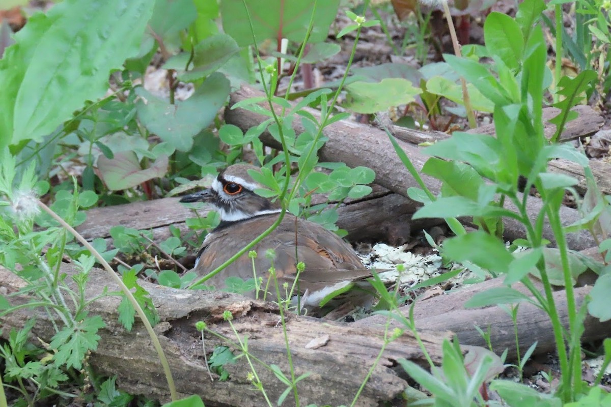 Killdeer - Cindy Edwardson