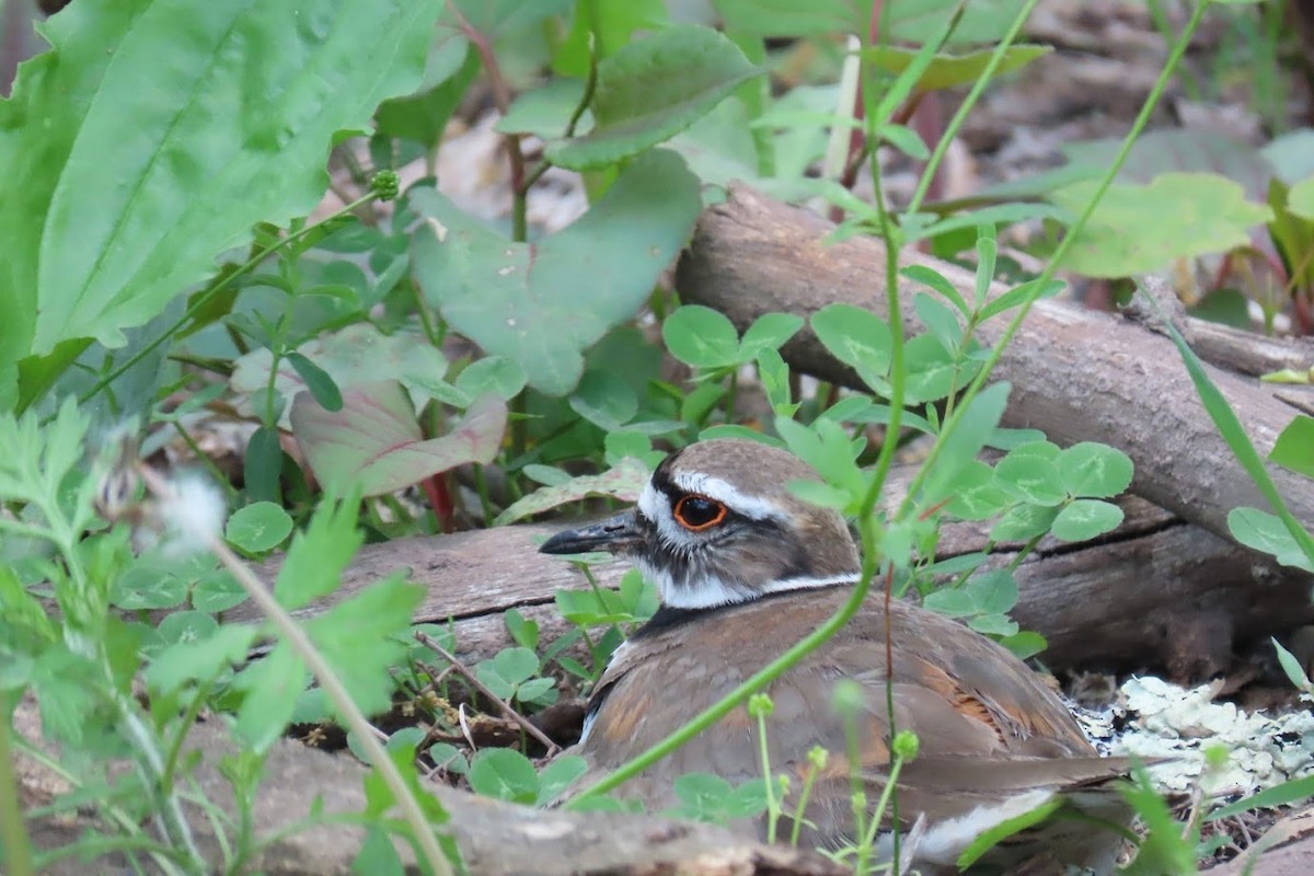 Killdeer - Cindy Edwardson