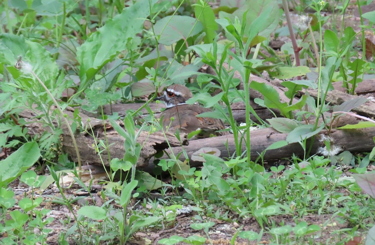 Killdeer - Cindy Edwardson