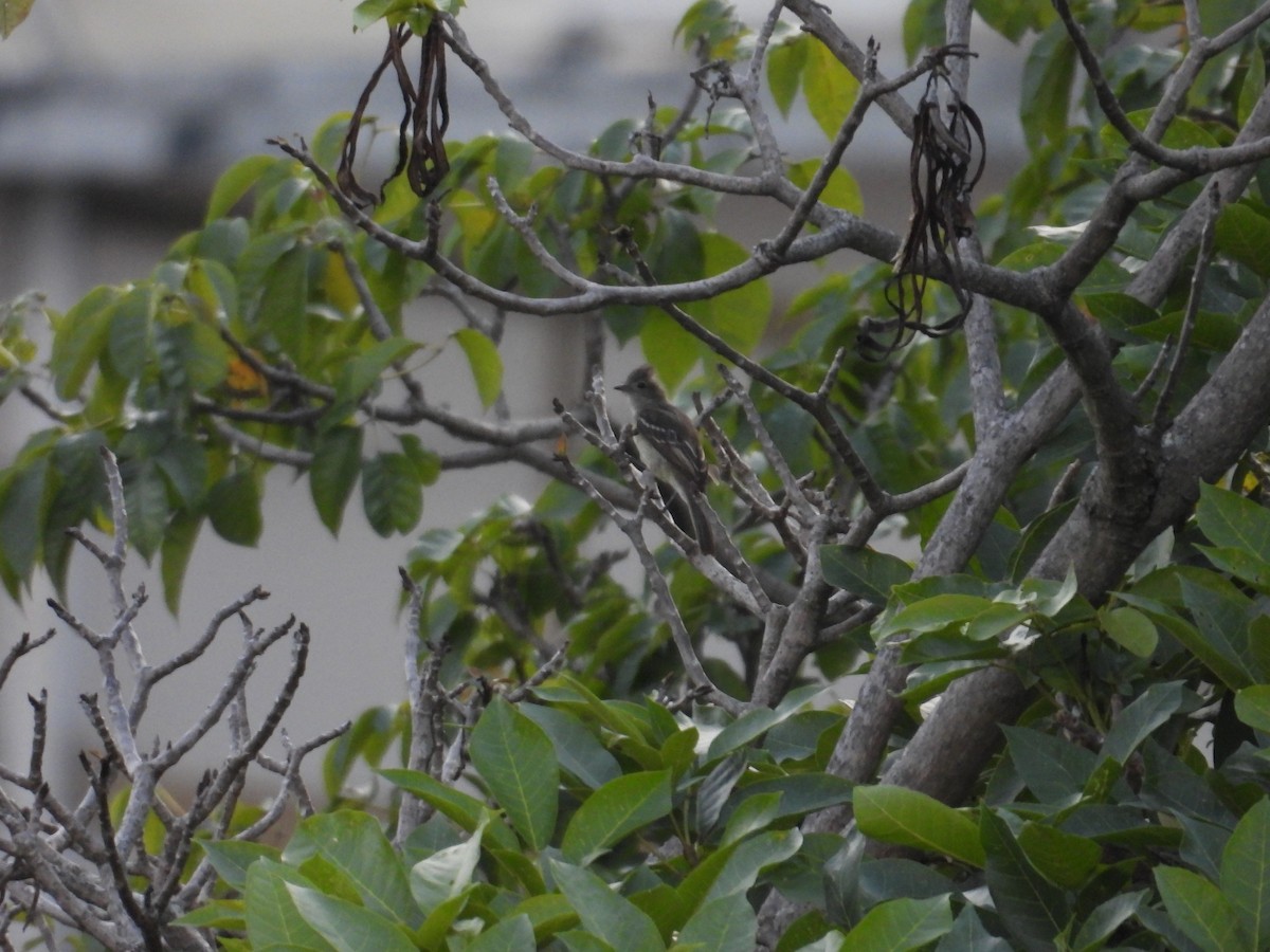 Yellow-bellied Elaenia - Juan Ramírez