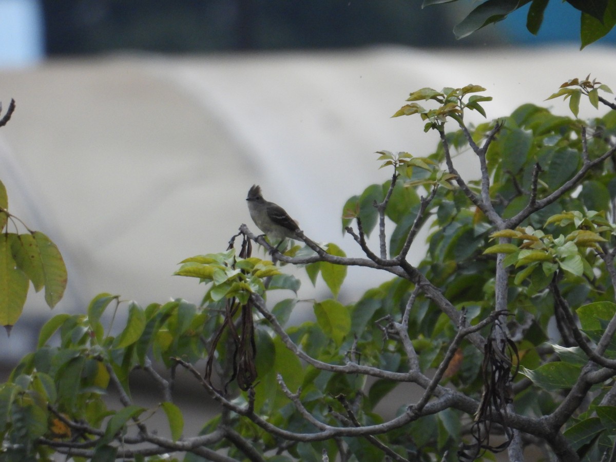 Yellow-bellied Elaenia - Juan Ramírez