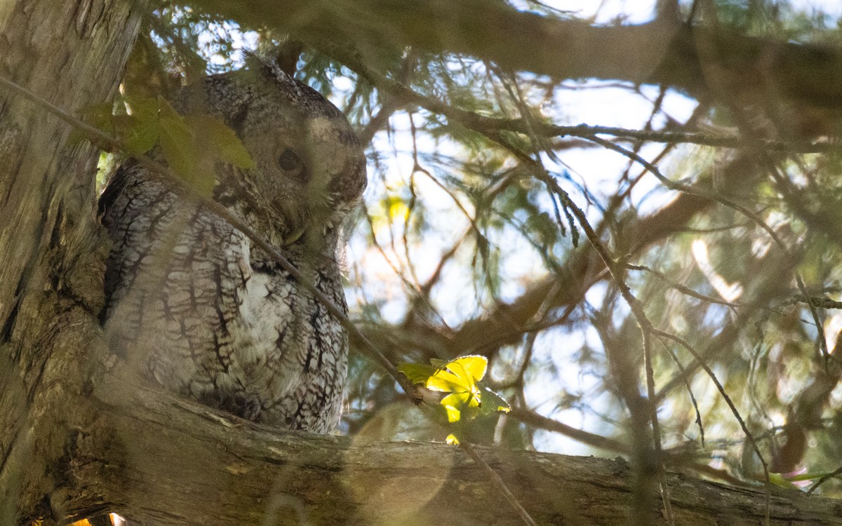 Eastern Screech-Owl - Fay Ratta