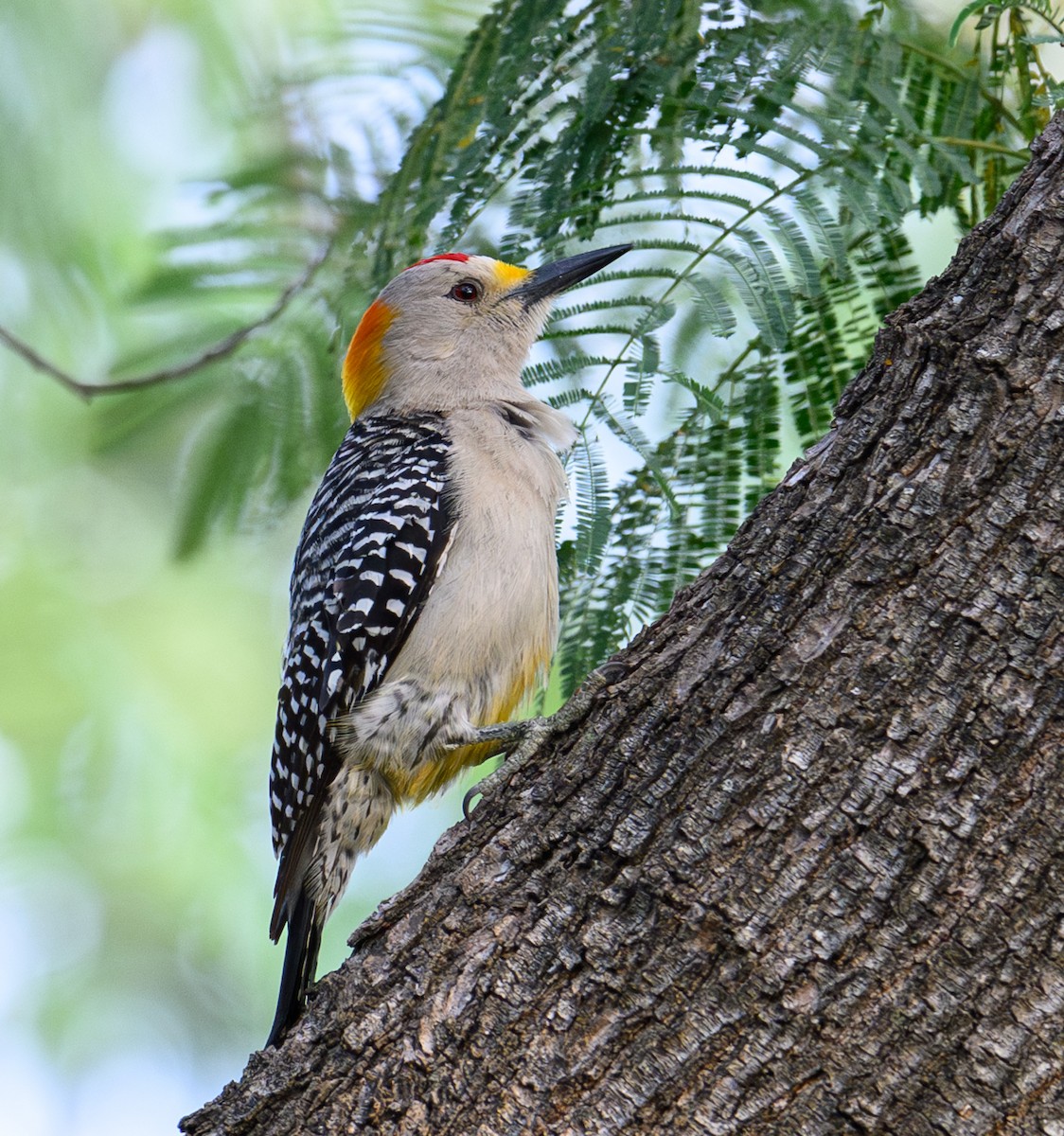 Golden-fronted Woodpecker - Patti Koger