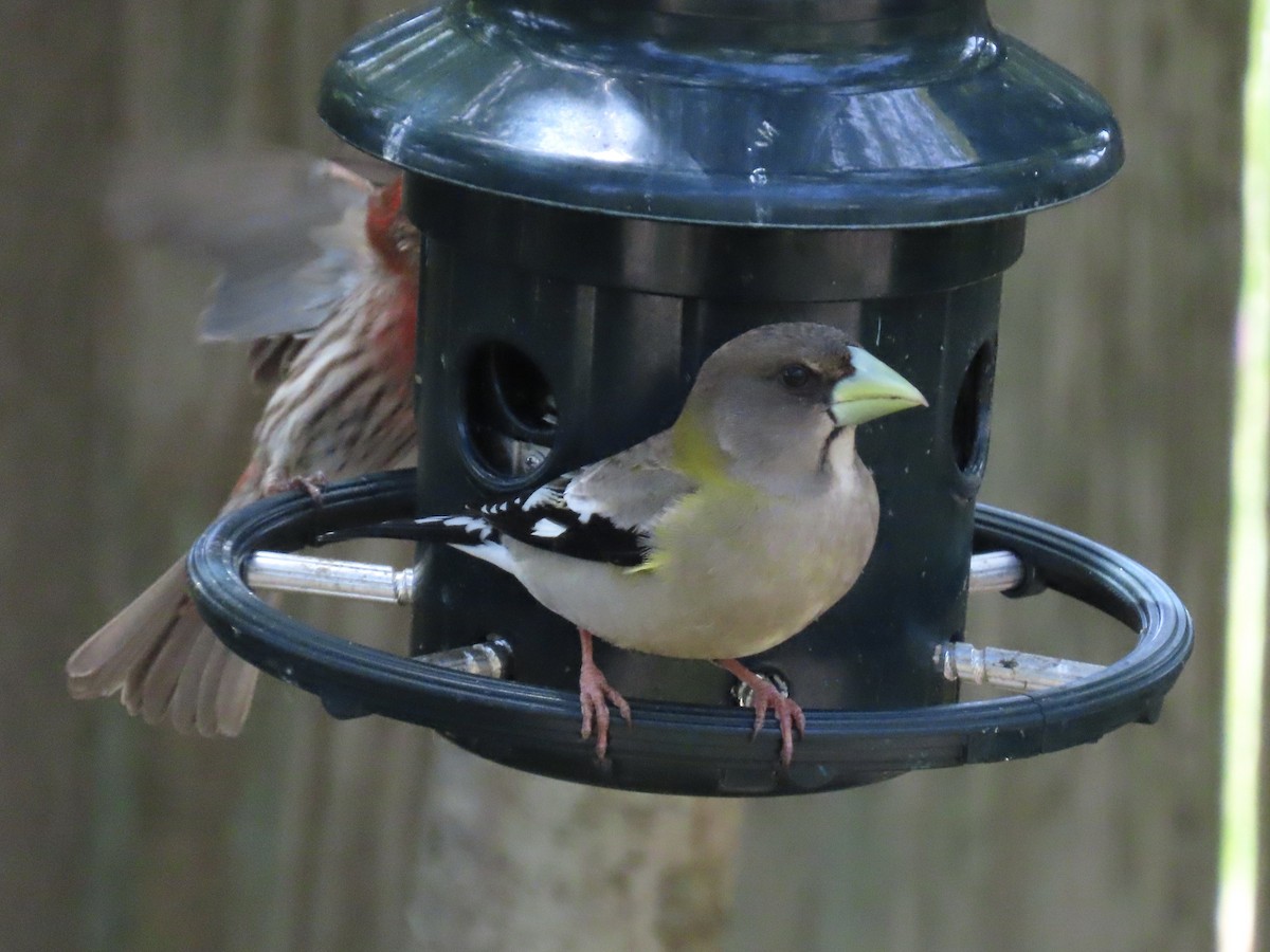 Evening Grosbeak - Alane Gray