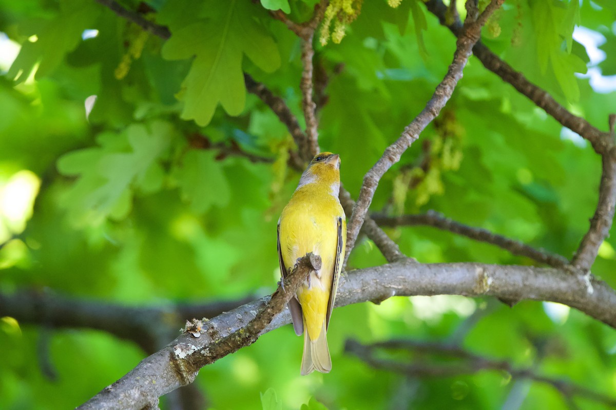 Cape Canary - ML619458875