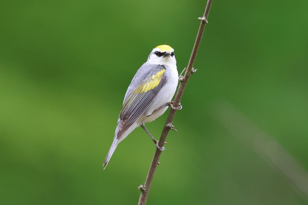 Brewster's Warbler (hybrid) - Stan Chapman