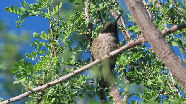 Costa's Hummingbird - ML619458886