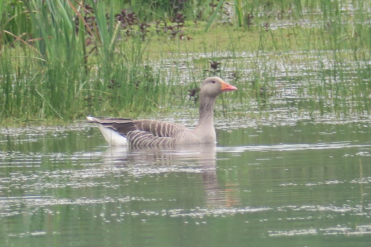 Graylag Goose - Michael Simmons