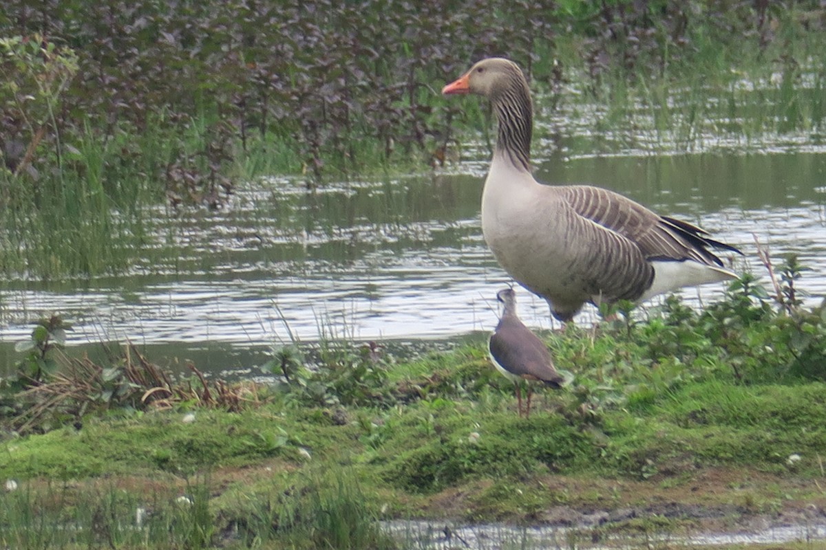 Graylag Goose - Michael Simmons