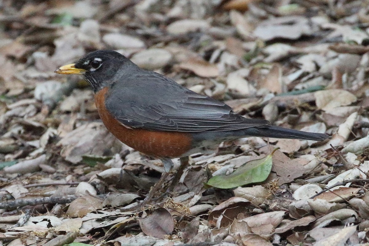 American Robin - Jeffrey Fenwick