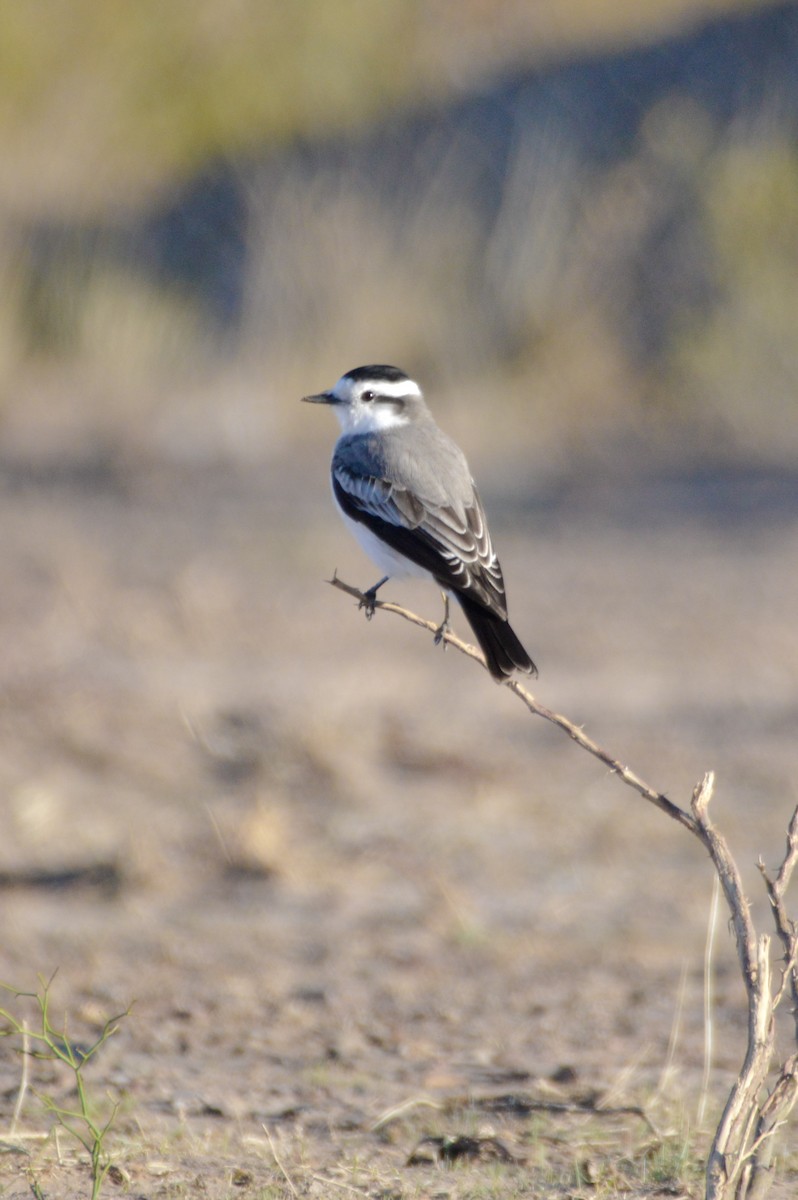 Black-crowned Monjita - ML619458901