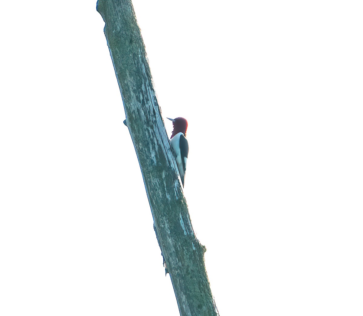 Red-headed Woodpecker - Janice White