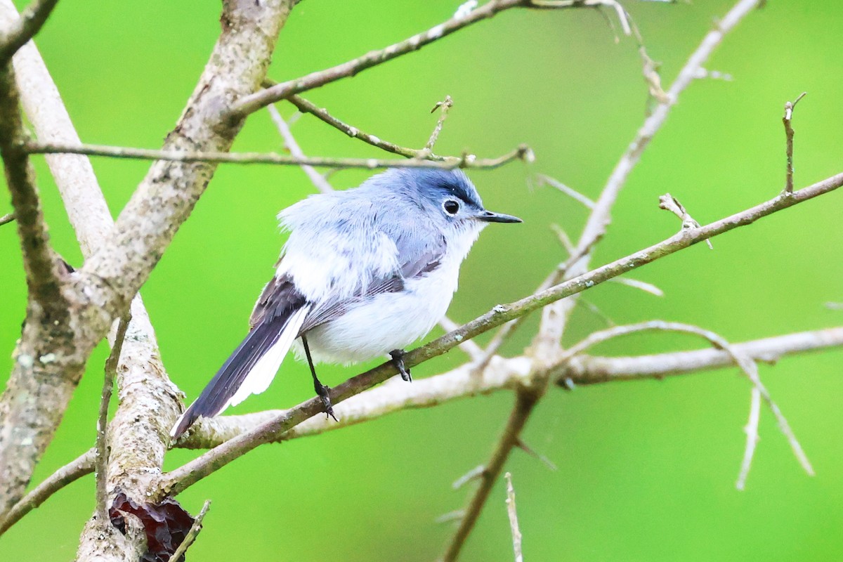 Blue-gray Gnatcatcher - Stan Chapman