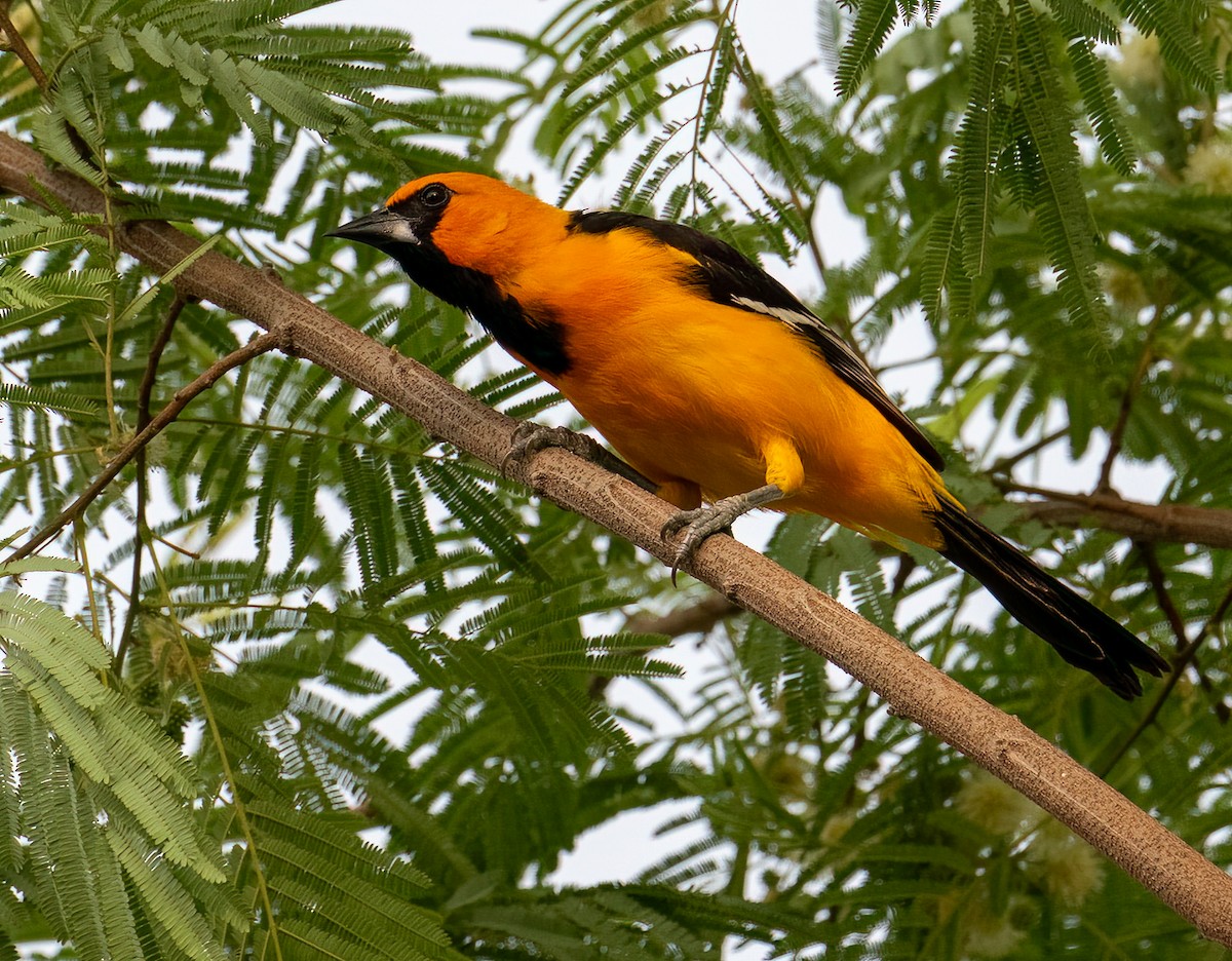 Altamira Oriole - Patti Koger