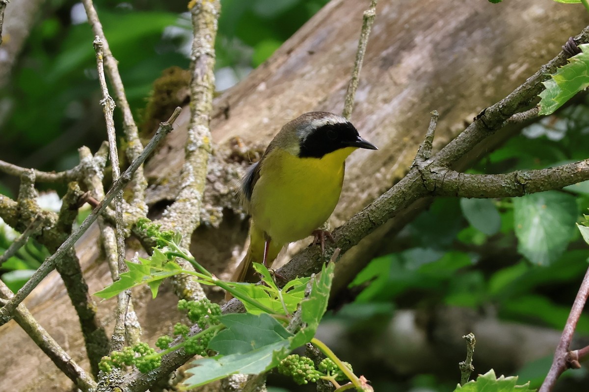 Common Yellowthroat - Chad Cornish