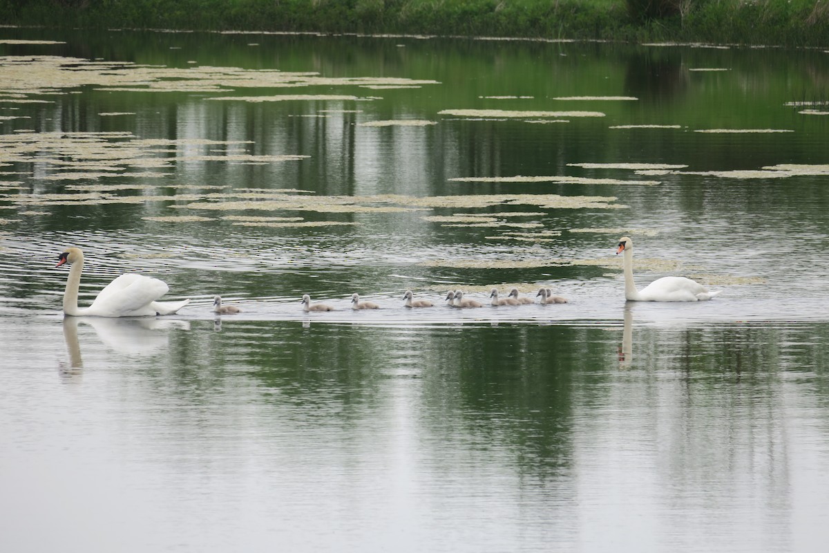 Mute Swan - Michael Simmons