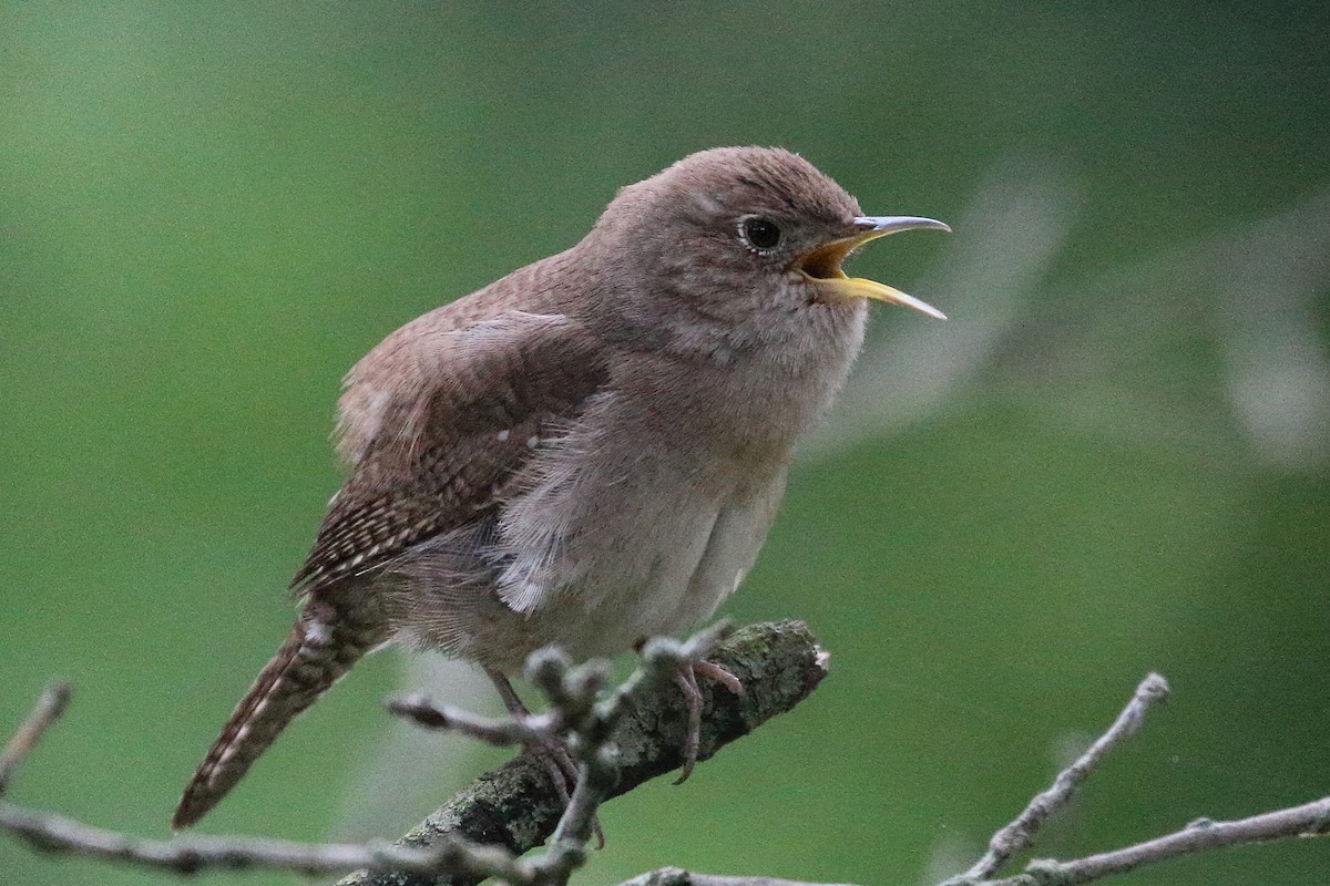 House Wren - Jeffrey Fenwick