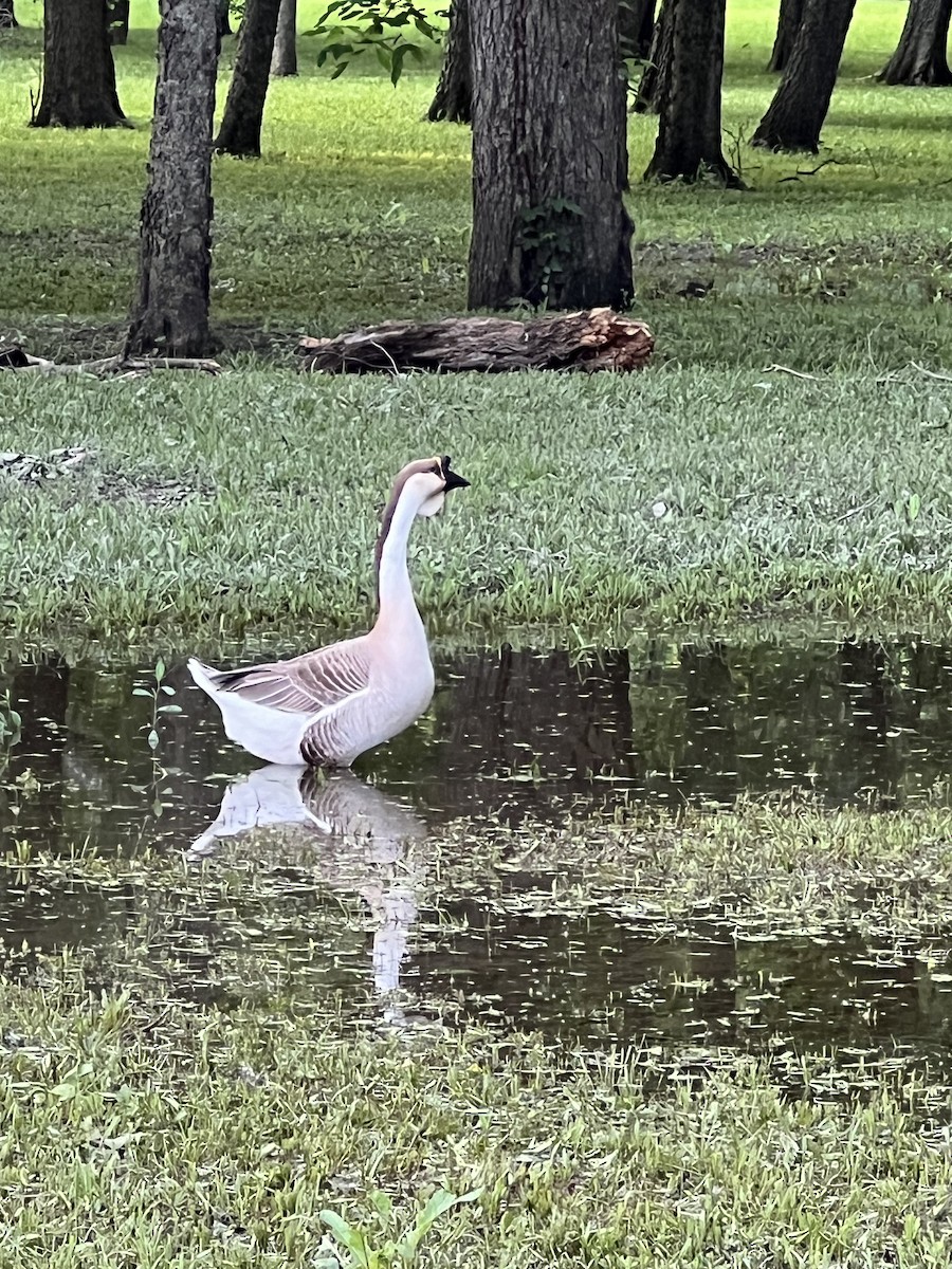 Swan Goose - Rebecca Baker