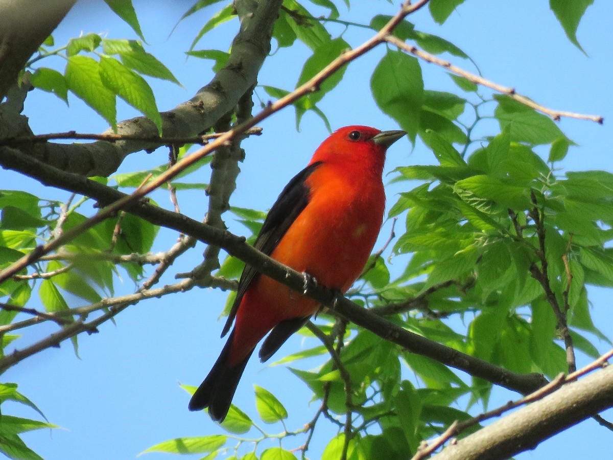 Scarlet Tanager - Jeff Mander