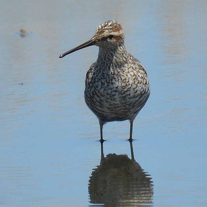 Stilt Sandpiper - Bill Elrick