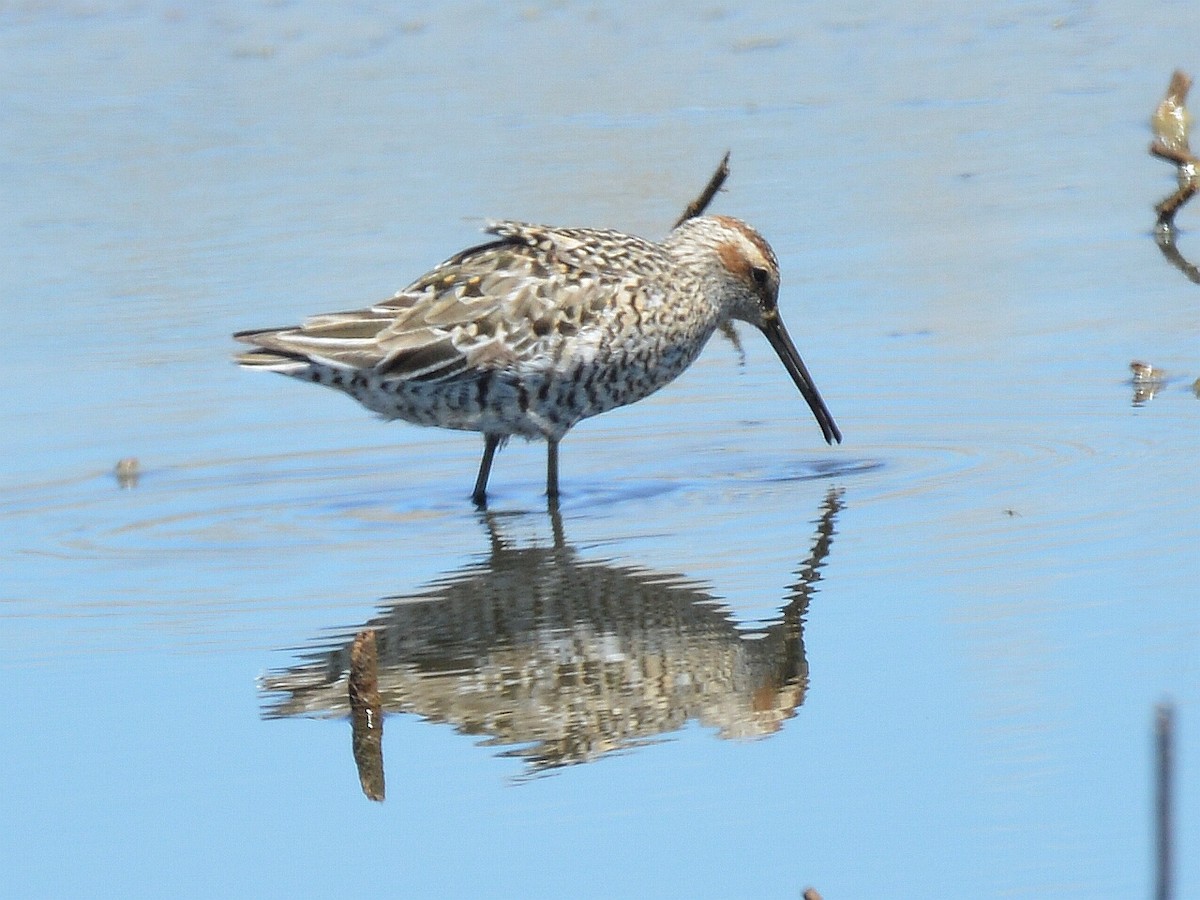 Stilt Sandpiper - Bill Elrick