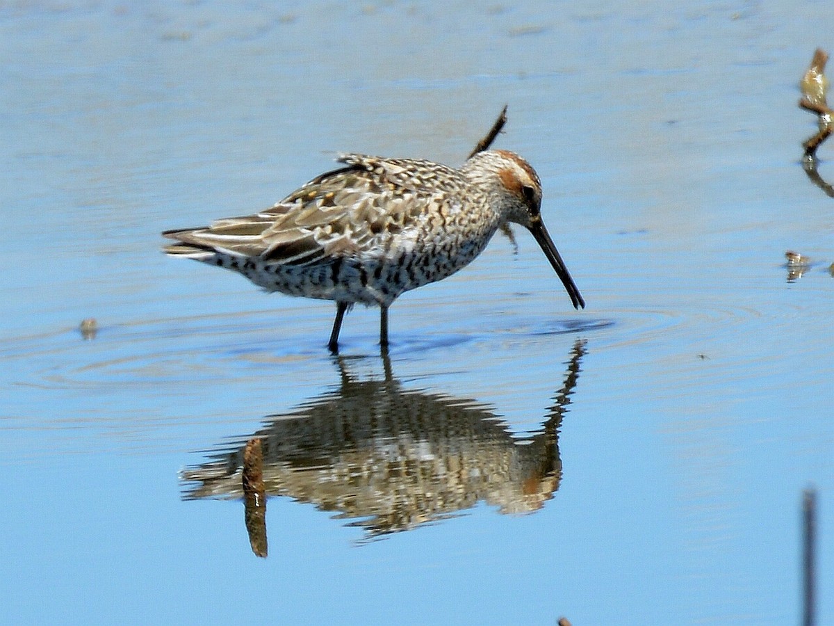 Stilt Sandpiper - Bill Elrick