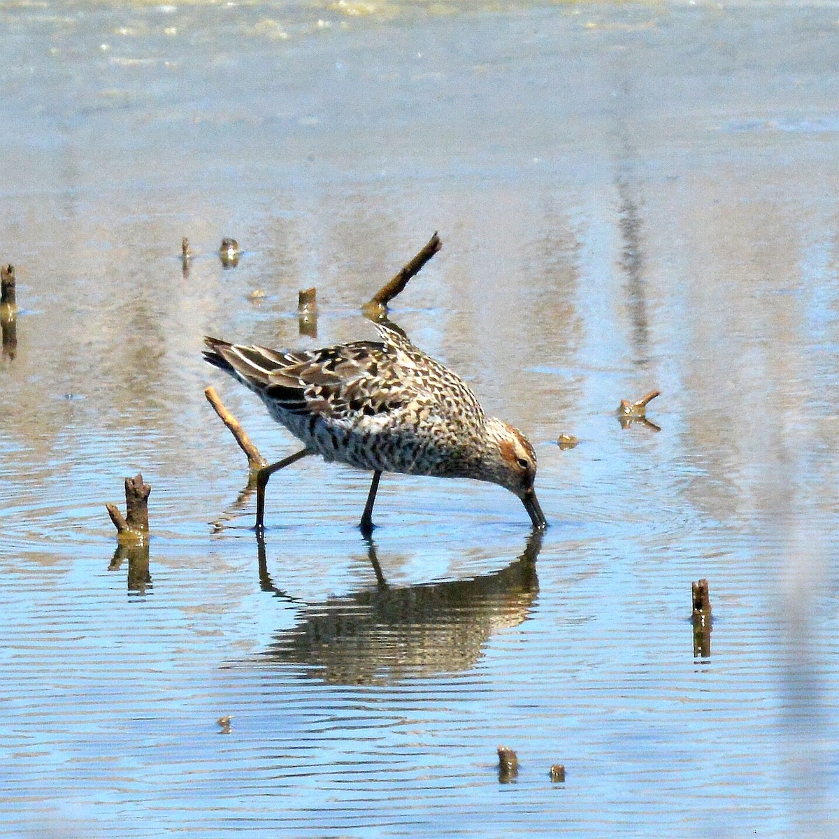 Stilt Sandpiper - Bill Elrick